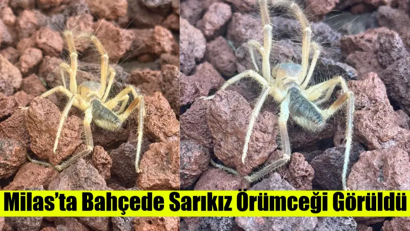 Milas’ta Bahçede Sarıkız Örümceği Görüldü Muğla’nın Milas ilçesinde bir vatandaşın bahçesinde Sarıkız örümceği görüldü. Zehriyle