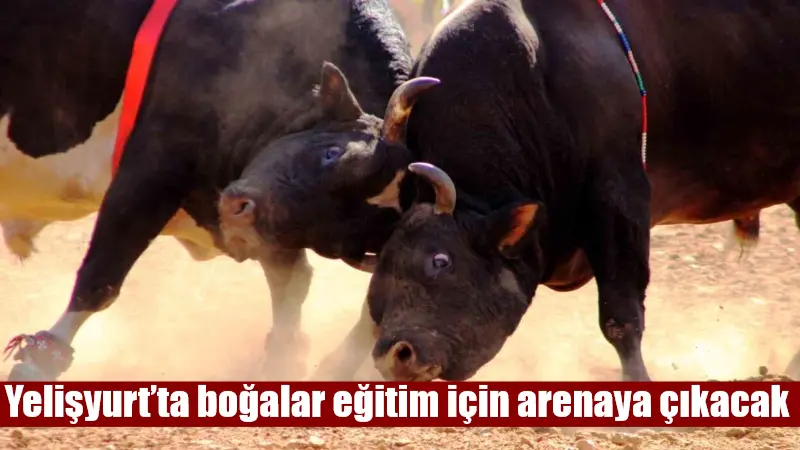 Yelişyurt’ta boğalar eğitim için arenaya çıkacak Türkiye’de sadece Artvin, Muğla ve Aydın’da Osmanlı döneminden günümüze kadar