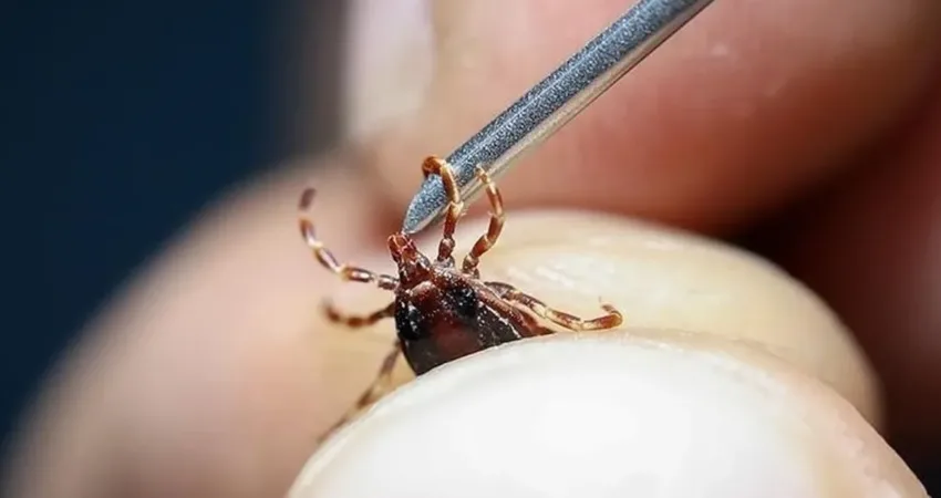 Yaz mevsiminin gelmesiyle birlikte doğa ile iç içe vakit geçiren