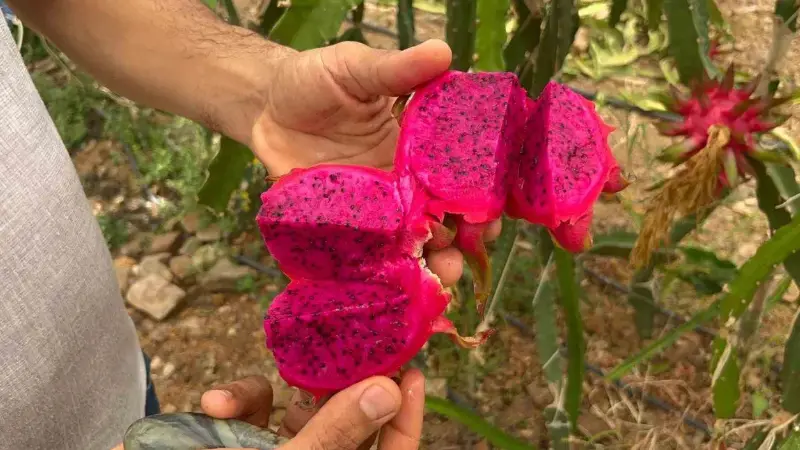 Antalya’nın Alanya ilçesinde tropikal iklimi seven ve son yıllarda üretim