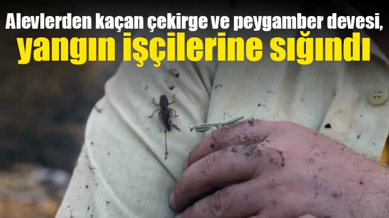 Muğla'nın Yatağan ilçesindeki orman yangını kontrol altına alınırken, soğutma çalışmaları