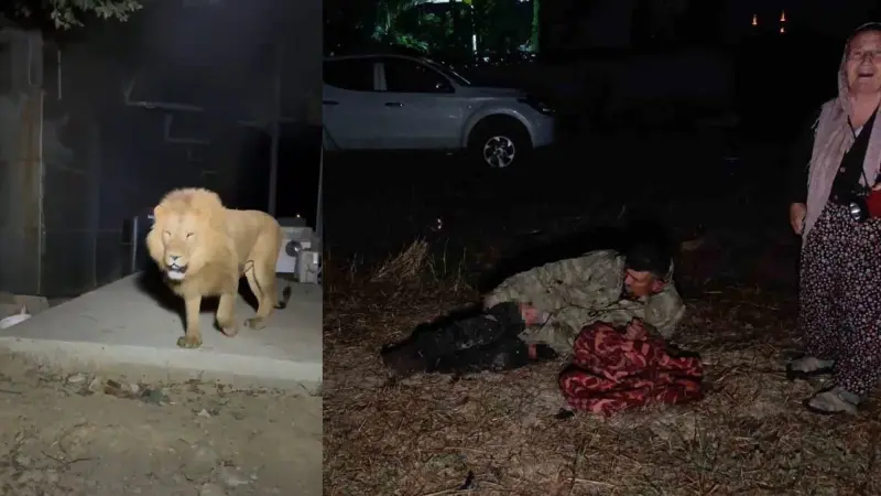 Antalya'nın Manavgat ilçesinde hayvan parkından kaçan Zeus adlı aslan, fıstık