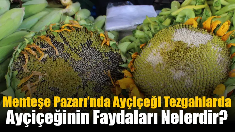   Menteşe Perşembe Pazarı’nda, tarladan koparıldığı haliyle sunulan ayçiçeği başları 50