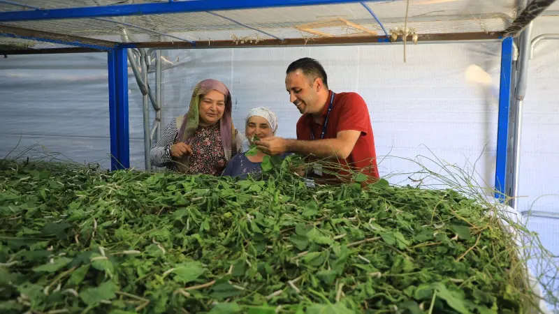 Muğla’nın kadim geçim kaynaklarından biri olan ipekböcekçiliğini canlandırmak amacıyla dut