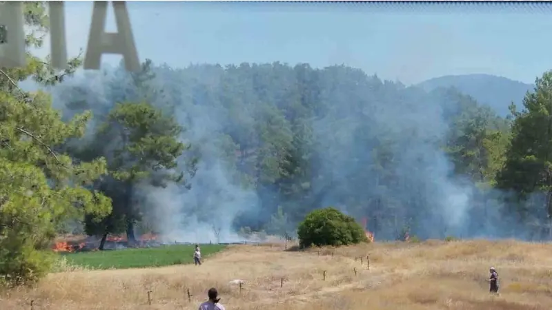 Muğla'nın Köyceğiz ilçesi Sazak Mahallesi'nde çıkan otluk alan yangını, orman