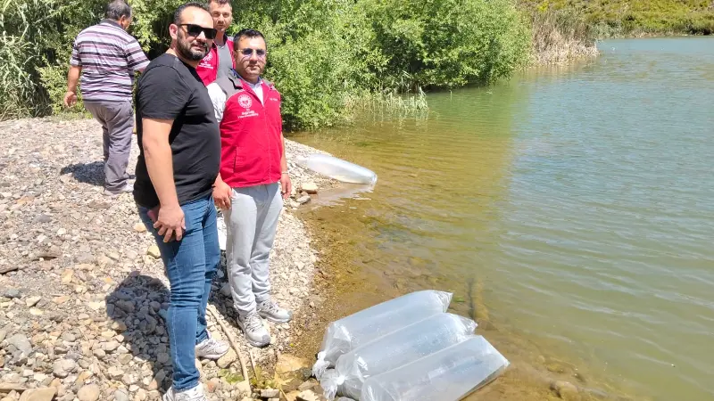 Kozağaç Barajı’na 40 Bin Sazan Balığı Bırakıldı Menteşe İlçe Tarım Müdürlüğü tarafından vatandaşların talebi üzerine Kozağaç Barajı’na