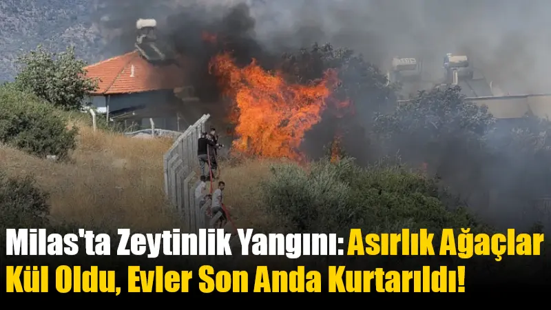Milas’ta Zeytinlik Yangını: Asırlık Ağaçlar Kül Oldu, Evler Son Anda Kurtarıldı! Muğla’nın Milas ilçesinde makilik alanda başlayan yangın zeytinlik tarım arazilerine