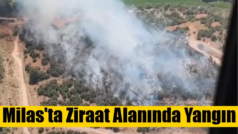 Milas’ta Ziraat Alanında Yangın Muğla'nın Milas ilçesindeki Meşelik Mahallesi'nde ziraat alanında çıkan yangına havadan