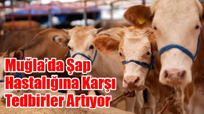 Muğla genelinde son haftalarda artış gösteren şap hastalığı nedeniyle bazı