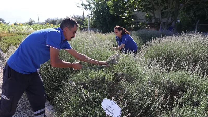 Muğla Büyükşehir Belediyesi’nin Yerel Tohum Distilasyon Tesisi, lavantadan kekiğe kadar