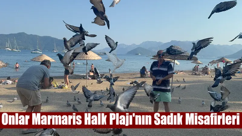 Marmaris Halk Plajı'nda yaşayan güvercinler, duyarlı vatandaşlar tarafından beslenip bakımları