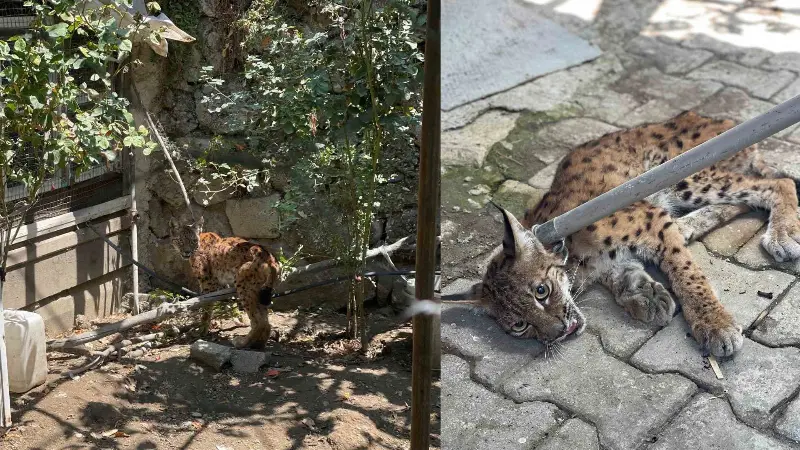 Çorum'un İskilip ilçesinde bir evin bahçesine girerek 5 tavuğu telef