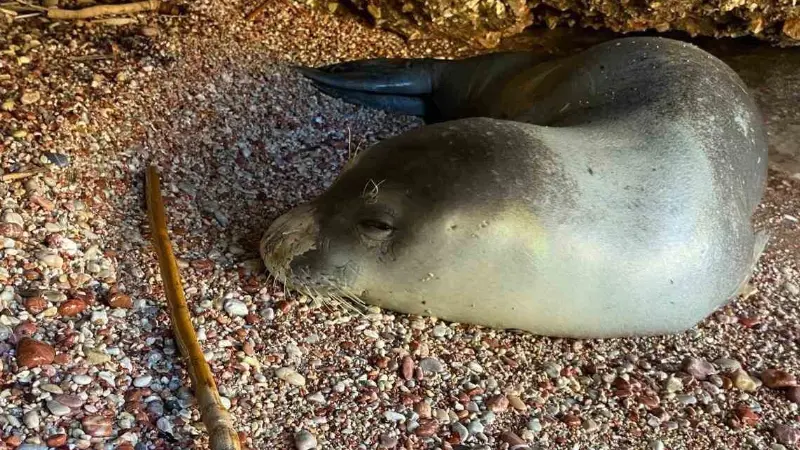 Muğla'nın Datça ilçesinde Palamutbükü sahilinde bulunan hasta bir Akdeniz foku,