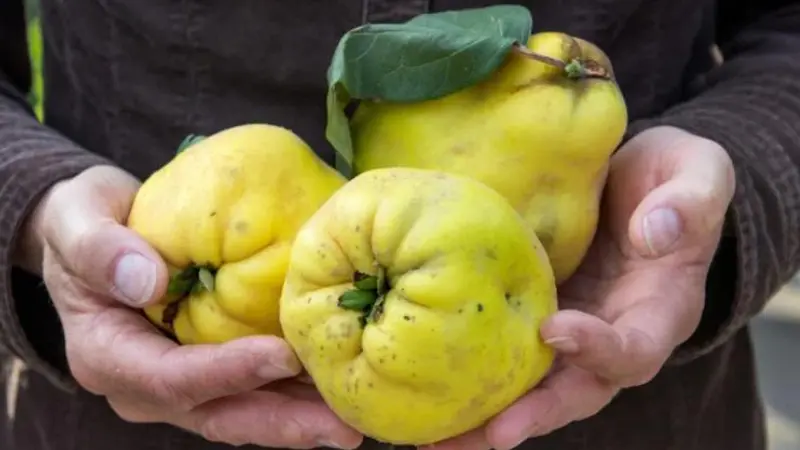 Nisan ayında yaşanan zirai don felaketi, yaz meyvelerinden sonra kış