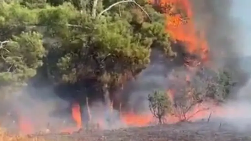 Muğla'nın Köyceğiz ilçesinde bir kuşun enerji nakil hattına çarpması sonucu
