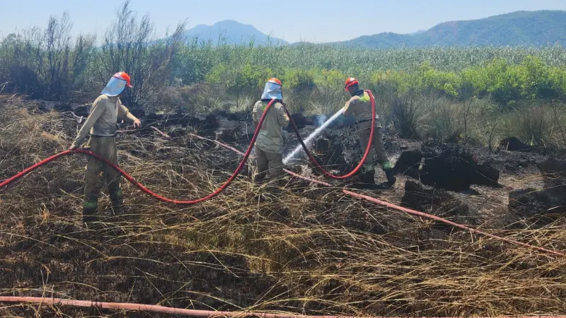 Muğla’nın Köyceğiz ilçesi Hamitköy yakınlarında çıkan sazlık alan yangını ekiplerin