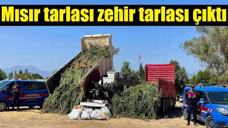 Muğla'nın Köyceğiz ilçesinde jandarma, ihbar üzerine gerçekleştirdiği operasyonda mısır tarlası