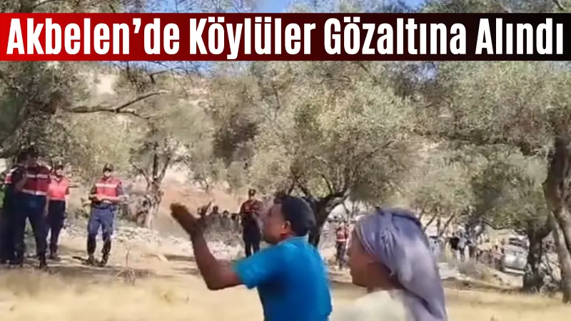 Muğla Akbelen’de sabah saatlerinde zeytin ağaçlarının üzerinde meyveleriyle sökülmesi sırasında