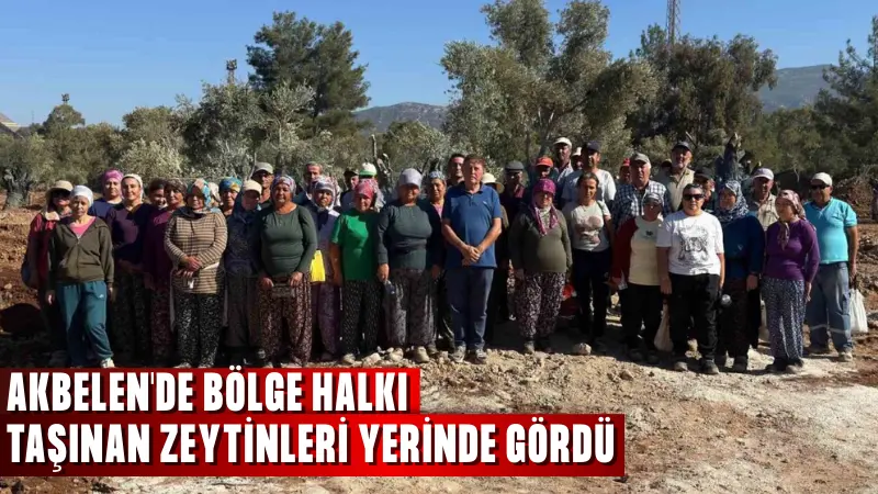 Muğla Milas'ta köylüler, santral alanlarında bilimsel yöntemlerle taşınan 151 zeytin