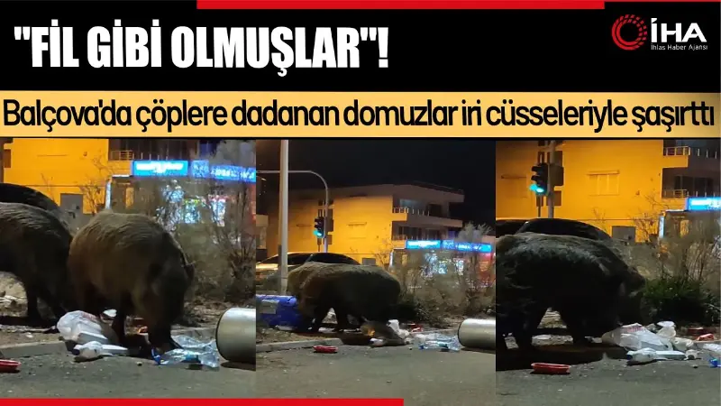 İzmir'in Balçova ilçesinde şehre inen yaban domuzları, cadde ve sokaklarda