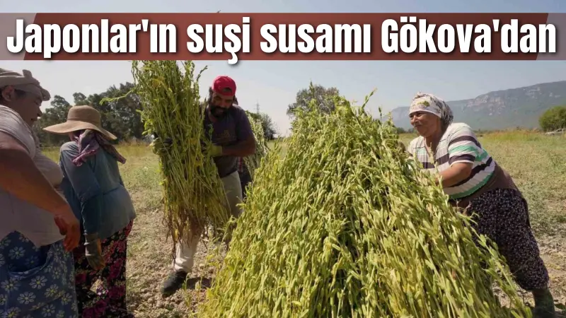 Muğla'da Gökova Körfezi'nde yetiştirilen sarı susamın hasadı sürüyor. Üreticiler Ayşe