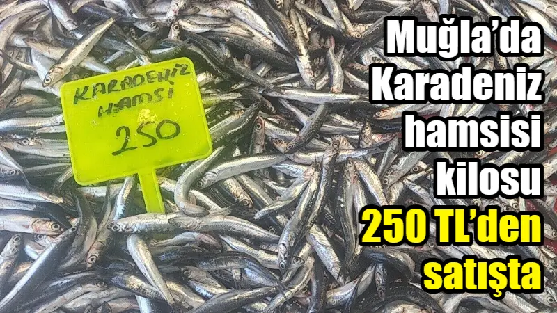 Muğla'da balık sezonu açıldı ve Karadeniz hamsisi tezgahlarda yerini aldı.