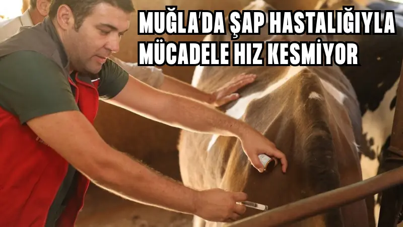 Muğla'da şap hastalığına karşı aşılama ve bilgilendirme çalışmaları sürüyor. İl
