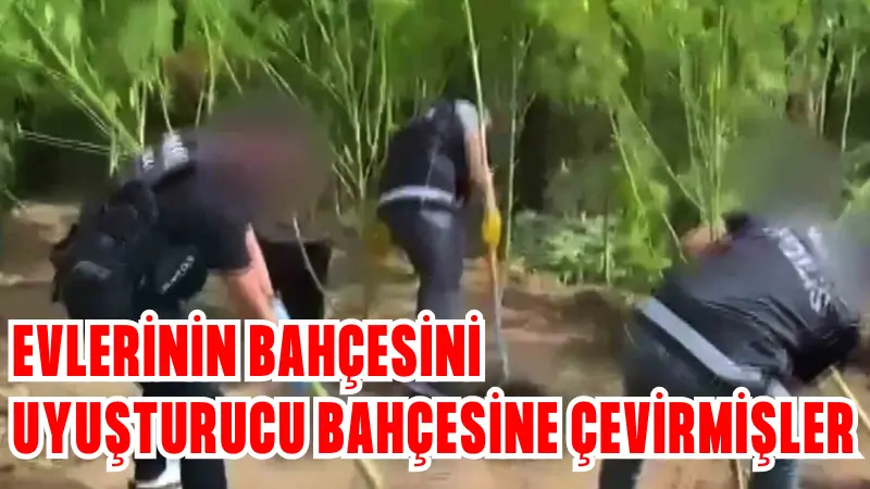 Muğla'nın Ula ilçesinde yapılan narkotik operasyonda 695 dişi hint keneviri