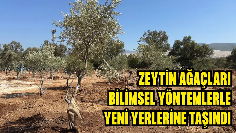 Muğla'daki termik santral sahalarından taşınan 151 zeytin ağacı, bilimsel yöntemler
