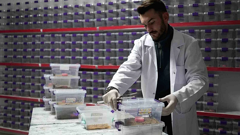 Niğde'nin Edikli beldesinde genç girişimci İhsan Nacar, ailesiyle birlikte akrep