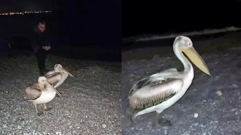 Antalya'daki Konyaaltı Sahili'nde, iki ak pelikan vatandaşların ilgisini çekti. Geçtiğimiz