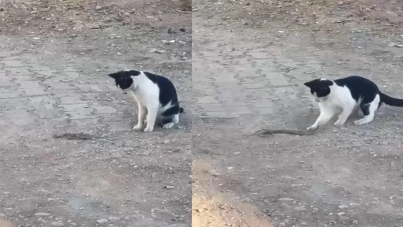 Siirt'in Kurtalan ilçesinde bir kedi, yılanla oynadıktan sonra onu ağızlayarak