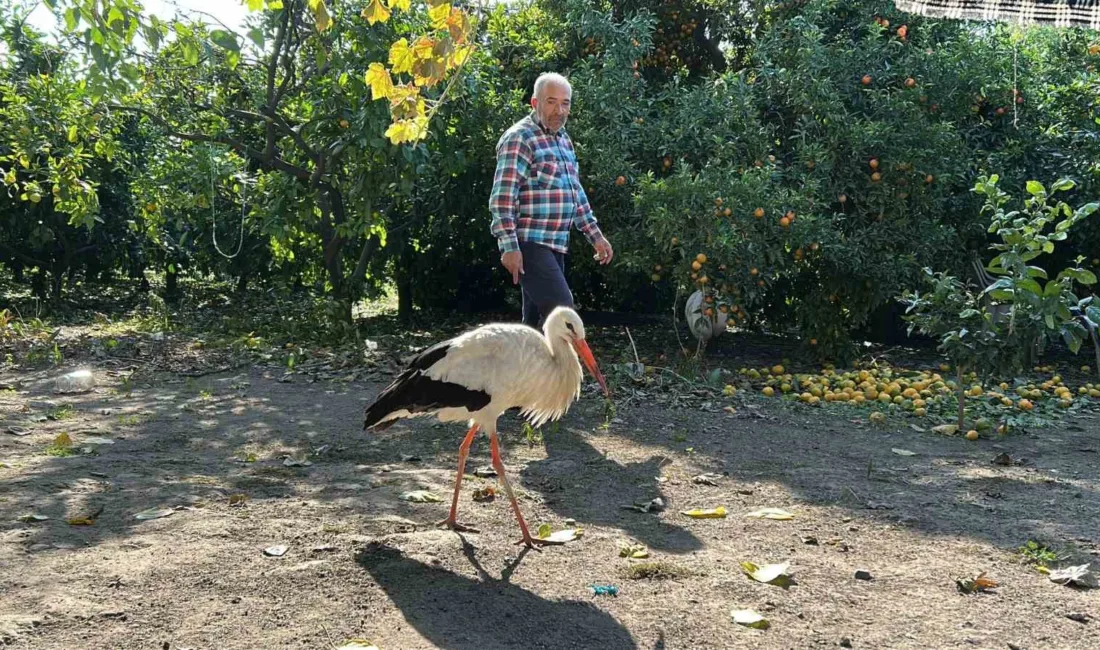 Hatay'ın Dörtyol ilçesinde, Yusuf Poyraz, evinin bahçesinde bulduğu yaralı leyleği