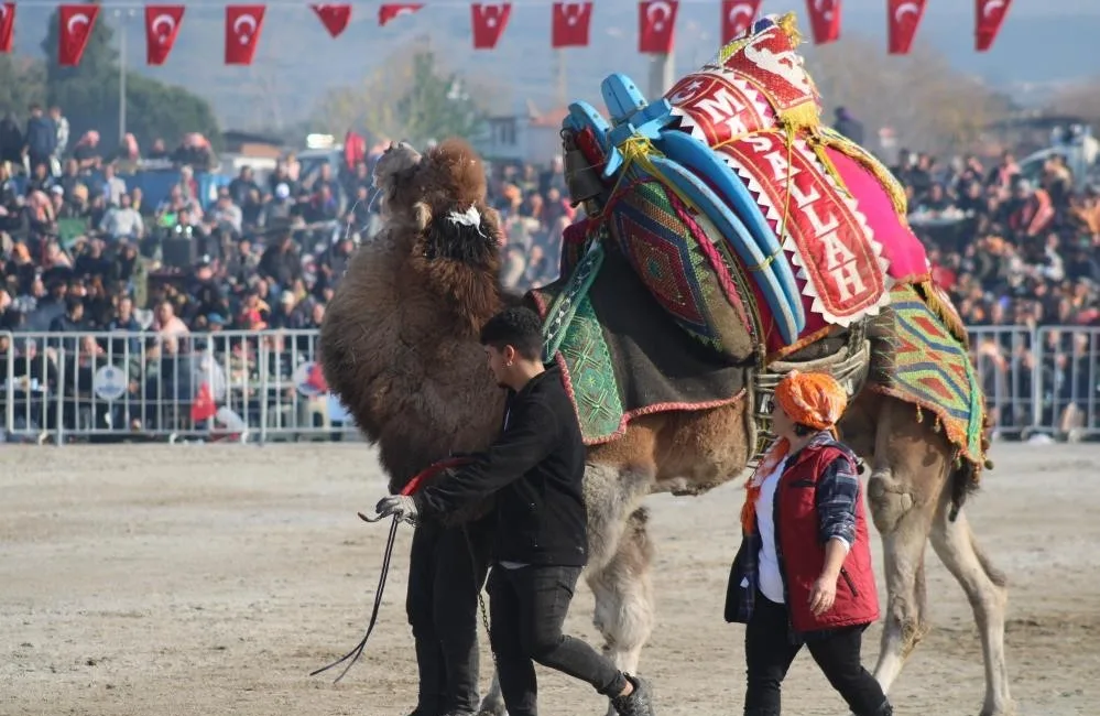 Ege, Akdeniz ve Marmara bölgelerinde yaklaşan deve güreşi sezonu öncesi,