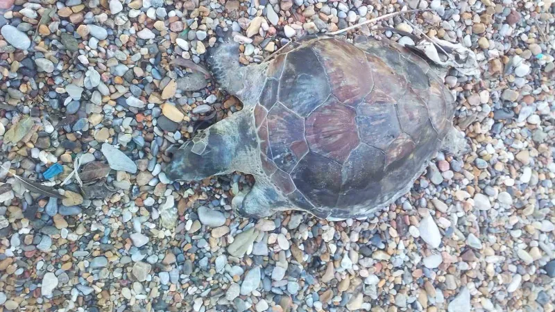 Bodrum'un Torba Mahallesi sahilinde, vatandaşlar tarafından kıyıda bulunan ve vücudunda
