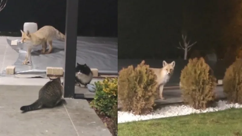 Erzincan’da bir tilki, evin bahçesine girerek kedilerin mamasına yöneldi. Kedilerin
