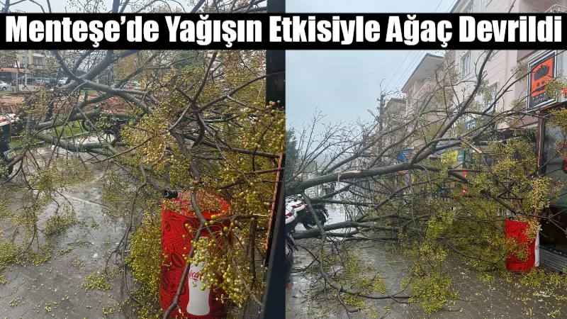 Menteşe’de Yağışın Etkisiyle Ağaç Devrildi Menteşe’de iki gündür etkili olan sağanak yağış, Kötekli Mahallesi’nde bir