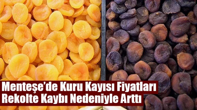 Menteşe’de Kuru Kayısı Fiyatları Rekolte Kaybı Nedeniyle Arttı Zirai don ve kuraklığın vurduğu kayısı üretimi fiyatları yükseltti. Menteşe’de