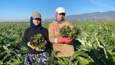 Türkiye enginar üretiminde ikinci sırada yer alan Aydın'da, coğrafi işaret