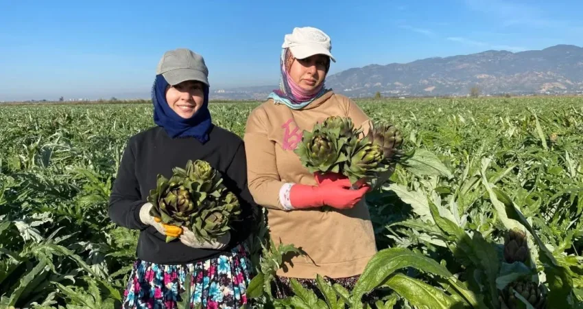 Türkiye enginar üretiminde ikinci sırada yer alan Aydın'da, coğrafi işaret