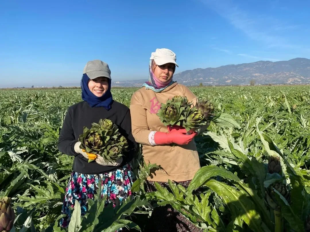 Türkiye enginar üretiminde ikinci sırada yer alan Aydın'da, coğrafi işaret
