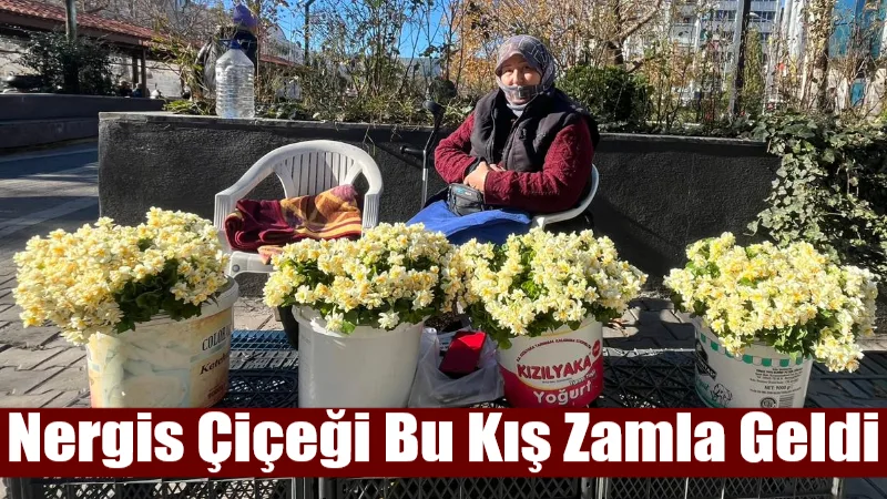 Muğla’nın güzelliklerinden biri olan nergis çiçeğinin mevsimi başladı. Geçen yıla