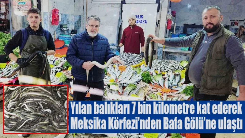 Meksika Körfezi'nden Bafa Gölü'ne 7 bin kilometrelik göç yolculuğunu tamamlayarak