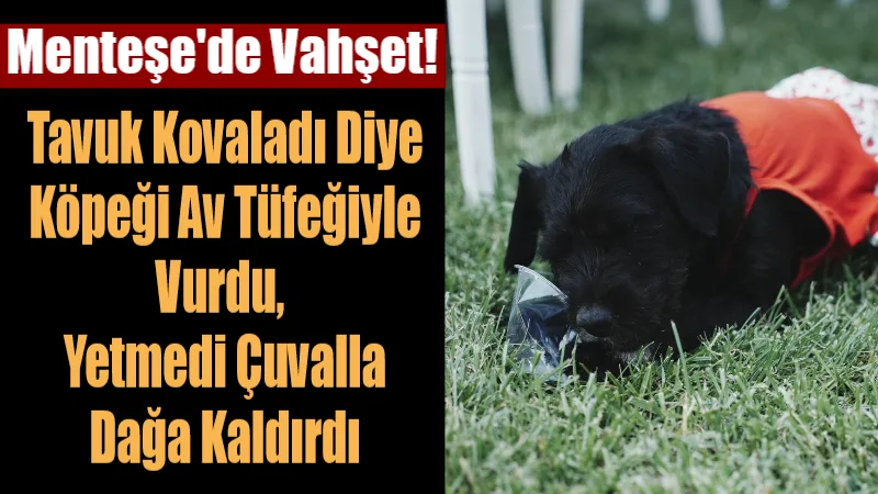 Menteşe’de Vahşet: Tavuk Kovaladı Diye Köpeği Av Tüfeğiyle Vurdu, Yetmedi Çuvalla Dağa Kaldırdı Muğla'nın Menteşe ilçesine bağlı Gülağzı Mahallesi'nde akılalmaz bir hayvan vahşeti
