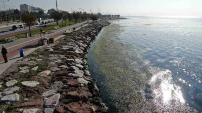 İzmir'in Karşıyaka ilçesi Bostanlı sahilinde, deniz marulu olarak bilinen yosunların