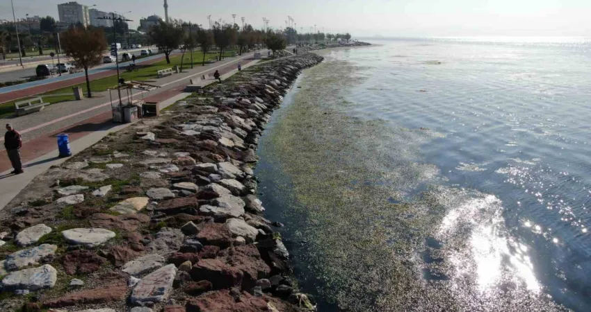 İzmir'in Karşıyaka ilçesi Bostanlı sahilinde, deniz marulu olarak bilinen yosunların