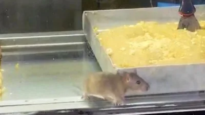 İzmir Buca'daki bir börekçide, vitrinde dolaşan fare görüntüleri büyük tepki