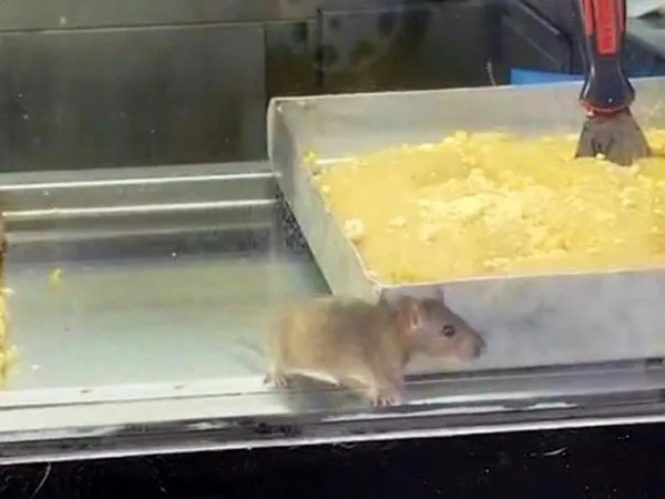 İzmir Buca'daki bir börekçide, vitrinde dolaşan fare görüntüleri büyük tepki