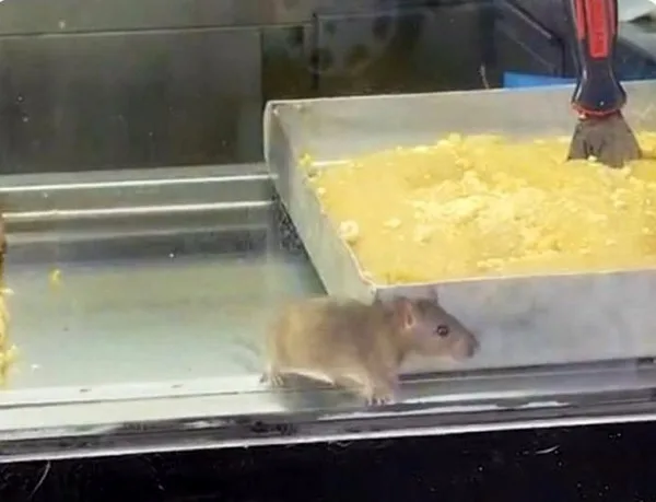 İzmir Buca'daki bir börekçide, vitrinde dolaşan fare görüntüleri büyük tepki