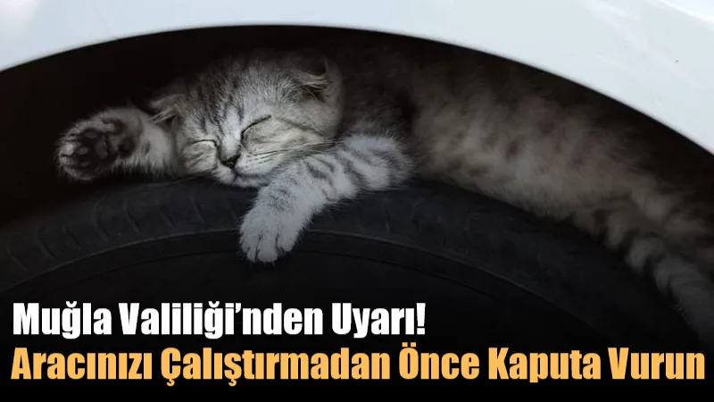 Soğuk havalarda kedilerin ve küçük hayvanların araç motorlarına sığınabileceğine dikkat